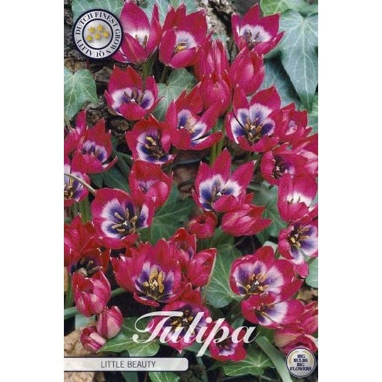 Tulpan Little Beauty 10-pack